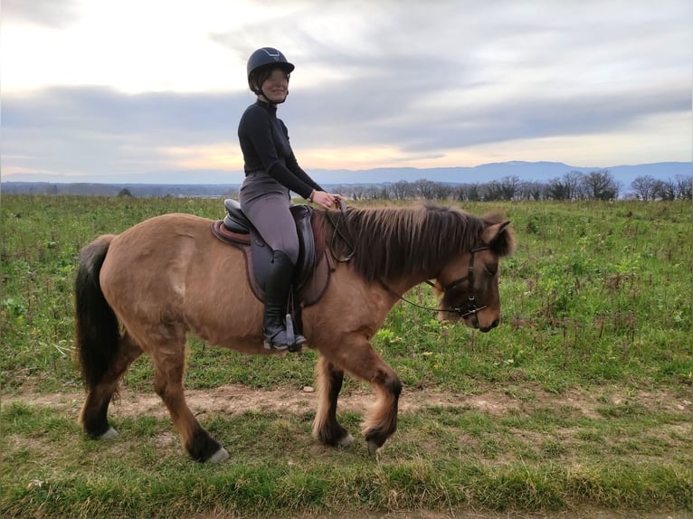 Caballos islandeses Yegua 8 años 137 cm Bayo in sciez