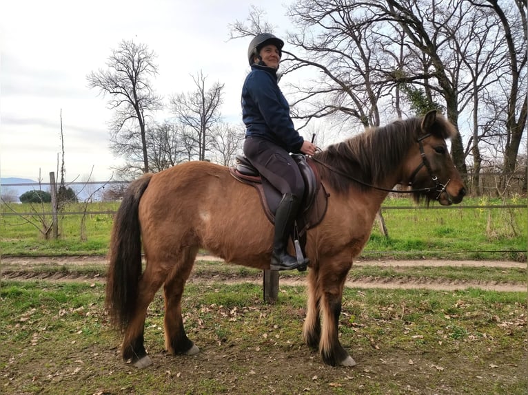 Caballos islandeses Yegua 8 años 137 cm Bayo in sciez