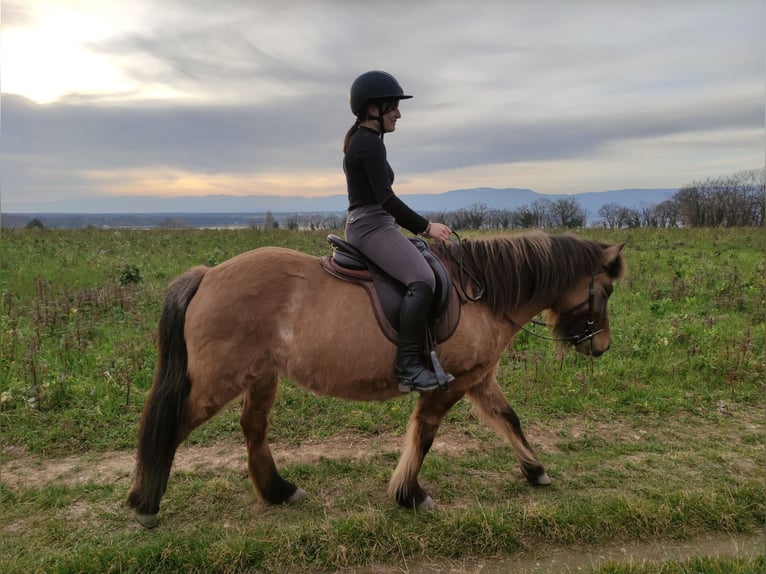 Caballos islandeses Yegua 8 años 137 cm Bayo in sciez