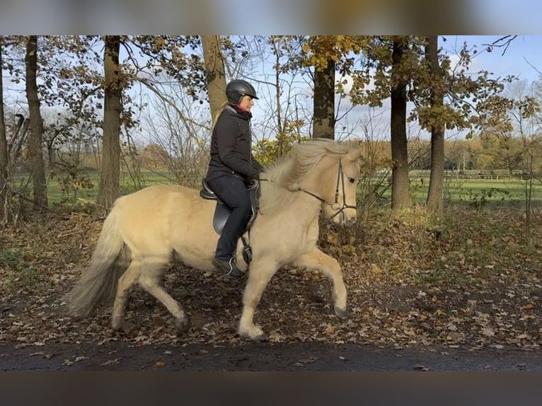 Caballos islandeses Yegua 8 años 137 cm Palomino in Schneverdingen