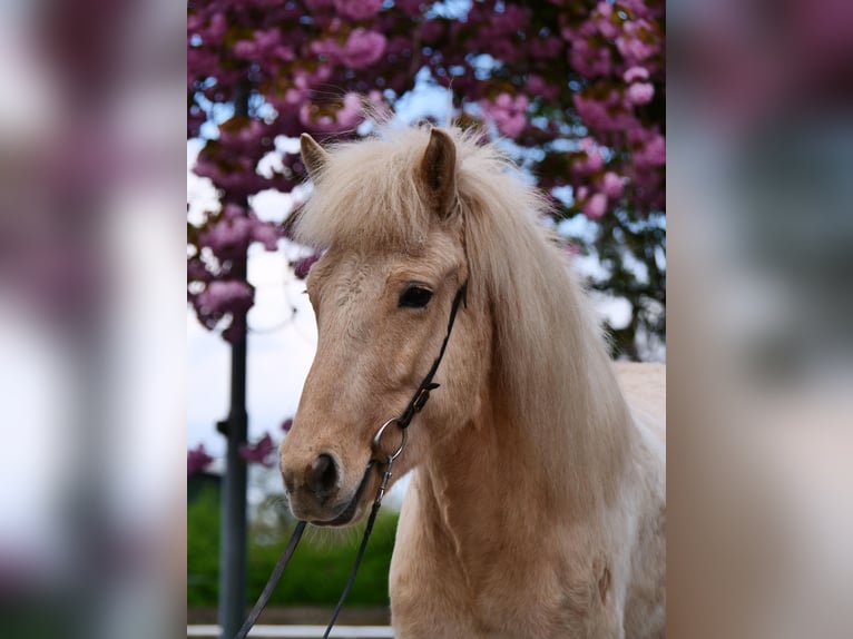 Caballos islandeses Yegua 8 años 137 cm Palomino in Stapelfeld