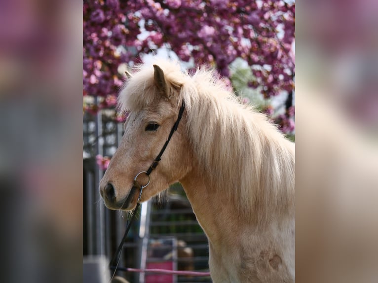 Caballos islandeses Yegua 8 años 137 cm Palomino in Stapelfeld