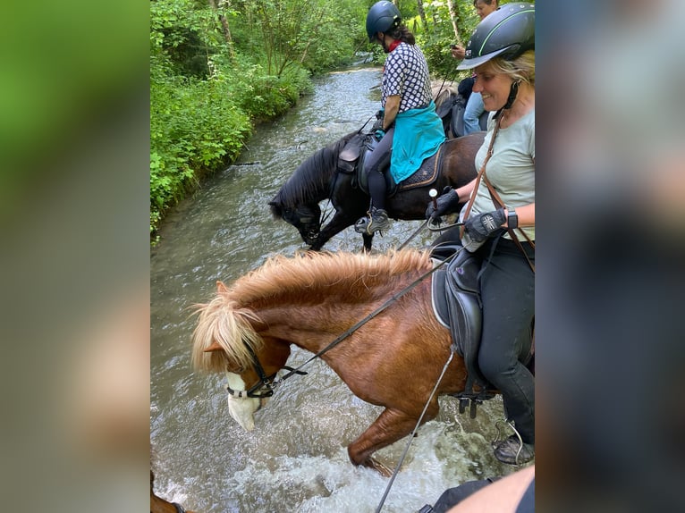 Caballos islandeses Yegua 8 años 138 cm Alazán in D&#xFC;nfus
