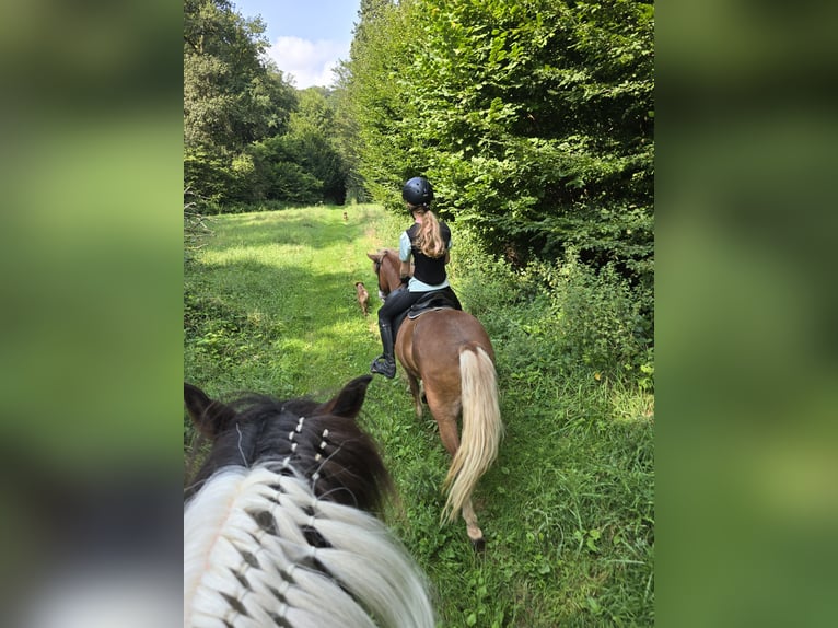 Caballos islandeses Yegua 8 años 138 cm Alazán in D&#xFC;nfus