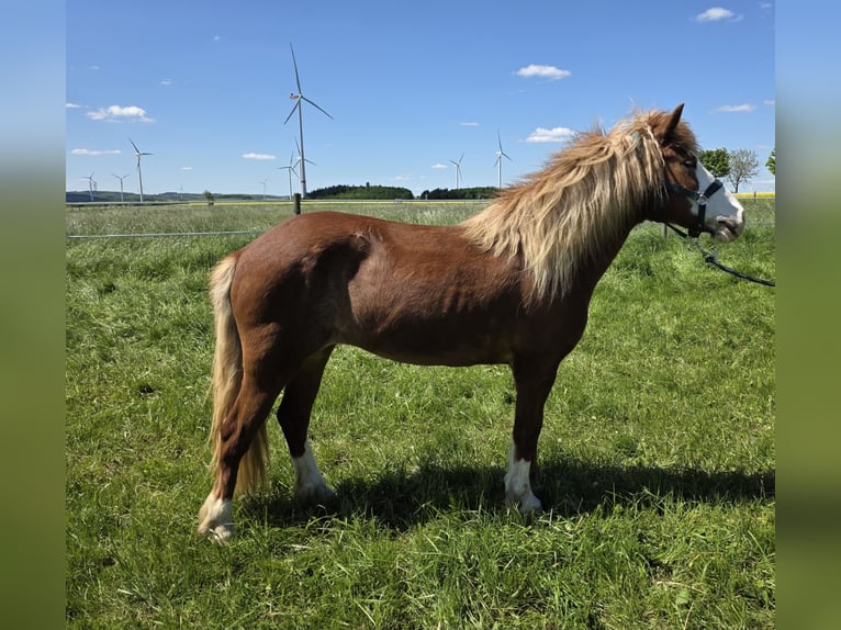 Caballos islandeses Yegua 8 años 138 cm Alazán in D&#xFC;nfus