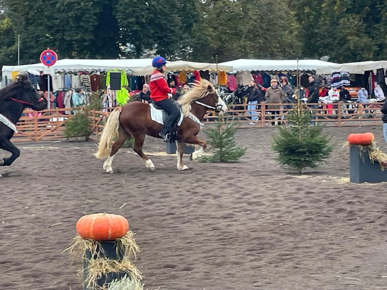 Caballos islandeses Yegua 8 años 138 cm Alazán in D&#xFC;nfus