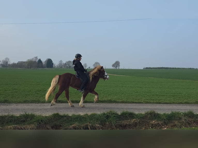 Caballos islandeses Yegua 8 años 138 cm Alazán in D&#xFC;nfus