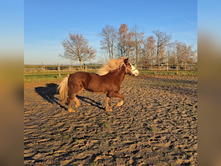 Caballos islandeses Yegua 8 años 138 cm Alazán in D&#xFC;nfus