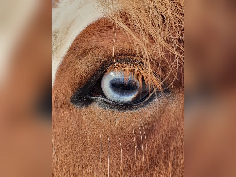 Caballos islandeses Yegua 8 años 138 cm Alazán in D&#xFC;nfus