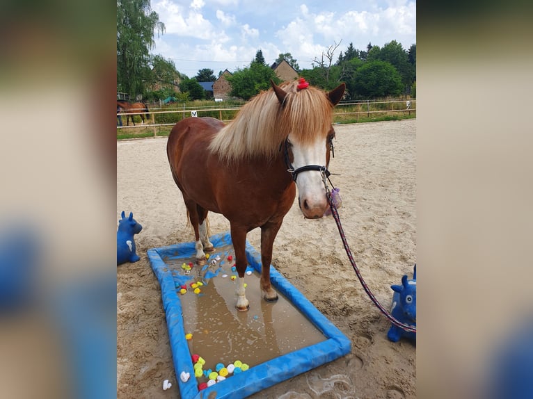 Caballos islandeses Yegua 8 años 138 cm Alazán in D&#xFC;nfus