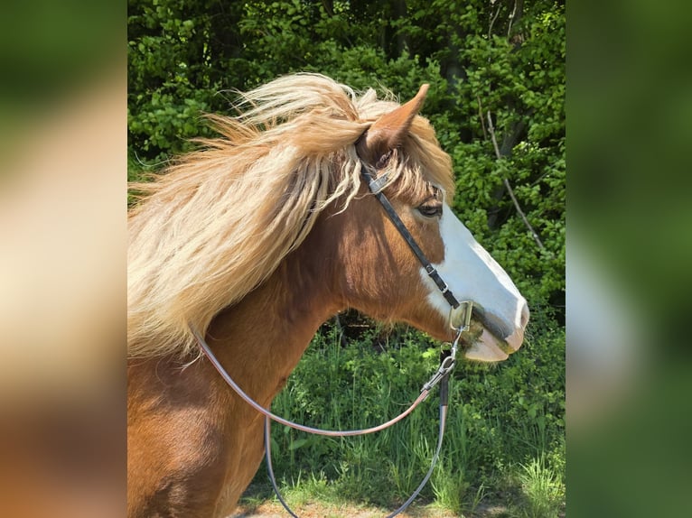 Caballos islandeses Yegua 8 años 138 cm Alazán in D&#xFC;nfus