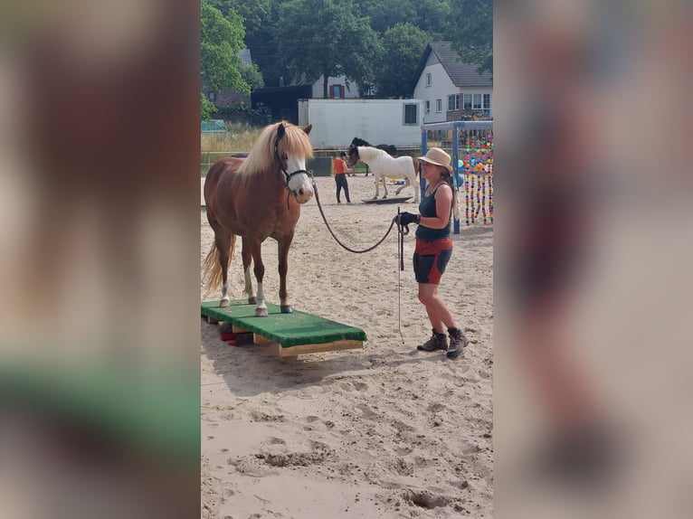 Caballos islandeses Yegua 8 años 138 cm Alazán in D&#xFC;nfus