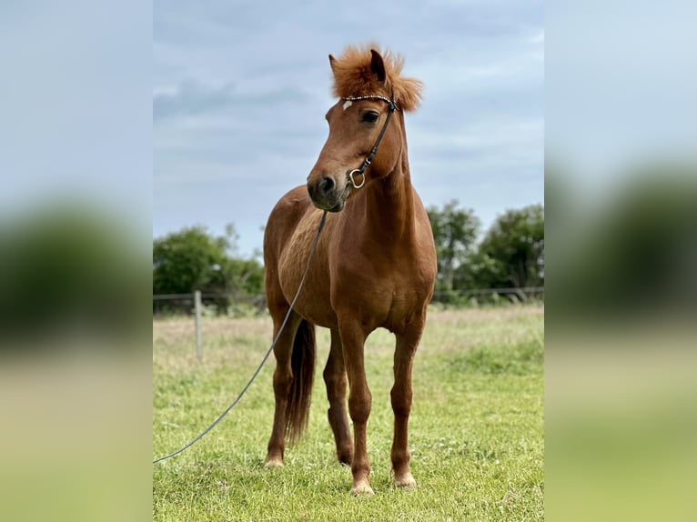 Caballos islandeses Yegua 8 años 138 cm Alazán in Hohenfelde
