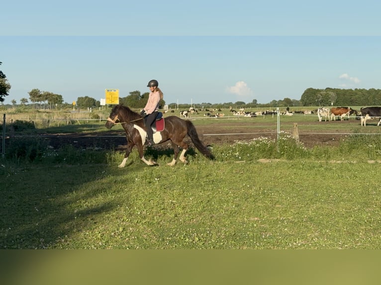 Caballos islandeses Yegua 8 años 138 cm Pío in Tating