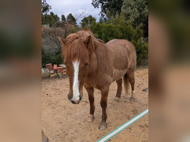 Caballos islandeses Mestizo Yegua 8 años 139 cm Castaño in Cretas