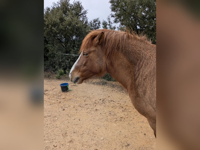 Caballos islandeses Mestizo Yegua 8 años 139 cm Castaño in Cretas