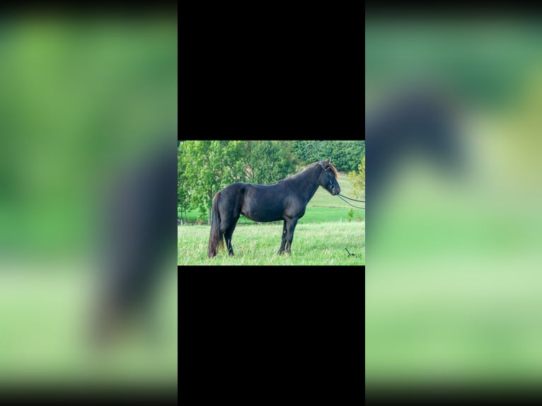 Caballos islandeses Yegua 8 años 139 cm Negro in Nettersheim