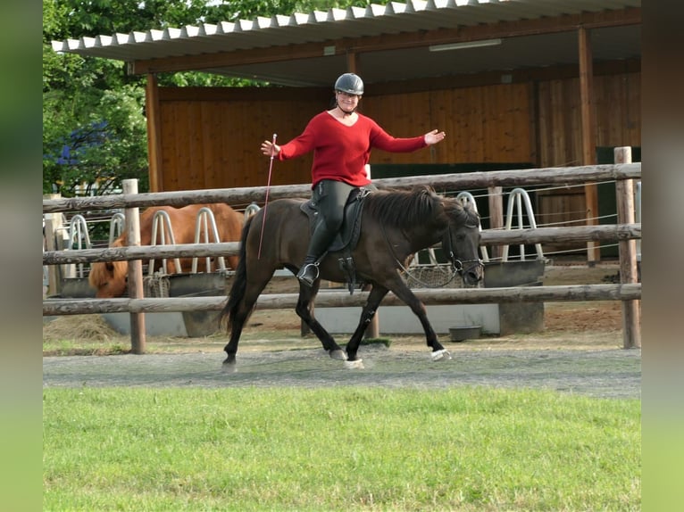 Caballos islandeses Yegua 8 años 139 cm Negro in Euskirchen