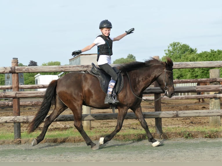 Caballos islandeses Yegua 8 años 139 cm Negro in Euskirchen