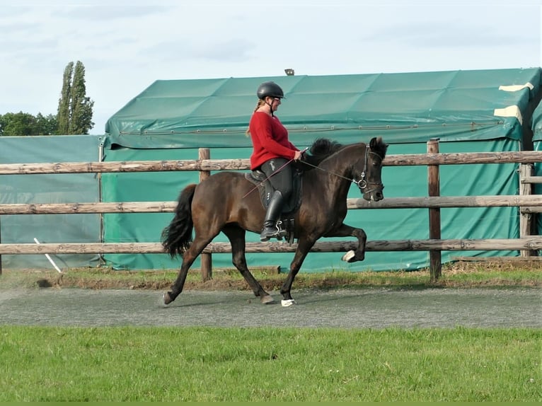 Caballos islandeses Yegua 8 años 139 cm Negro in Euskirchen