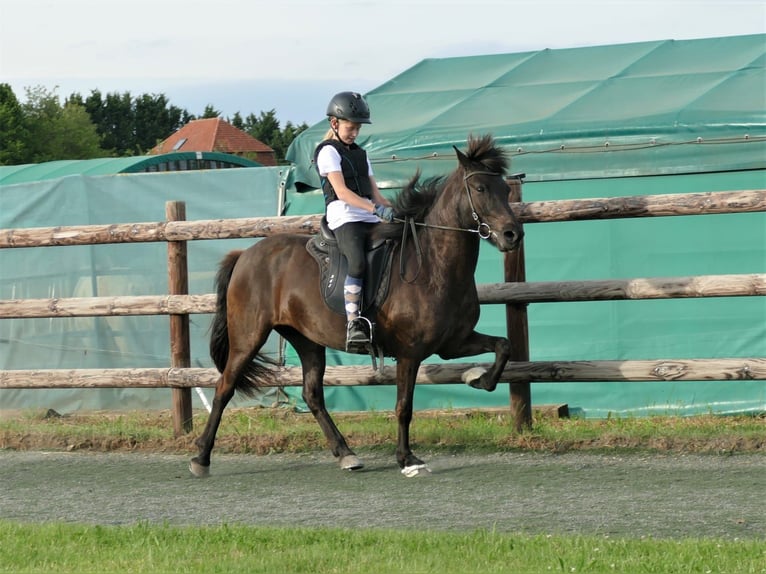 Caballos islandeses Yegua 8 años 139 cm Negro in Euskirchen