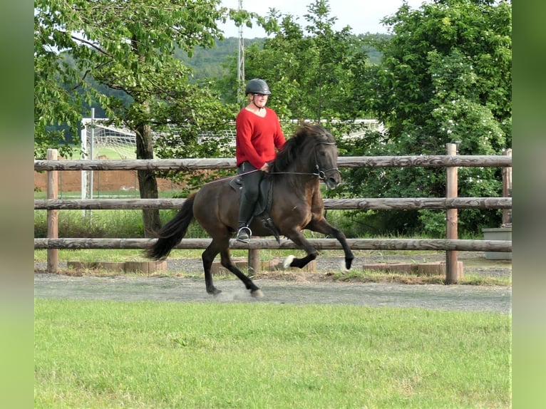 Caballos islandeses Yegua 8 años 139 cm Negro in Euskirchen