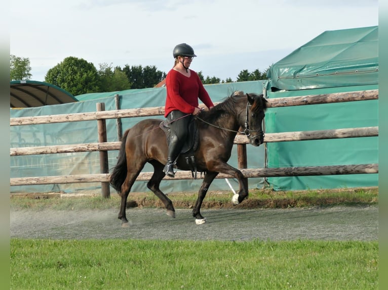 Caballos islandeses Yegua 8 años 139 cm Negro in Euskirchen