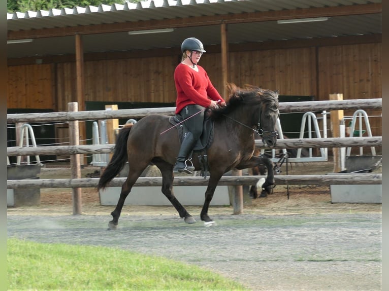 Caballos islandeses Yegua 8 años 139 cm Negro in Euskirchen