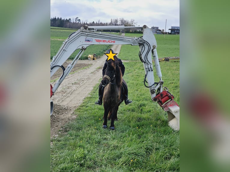 Caballos islandeses Yegua 8 años 139 cm Negro in Erlenbach im Simmental