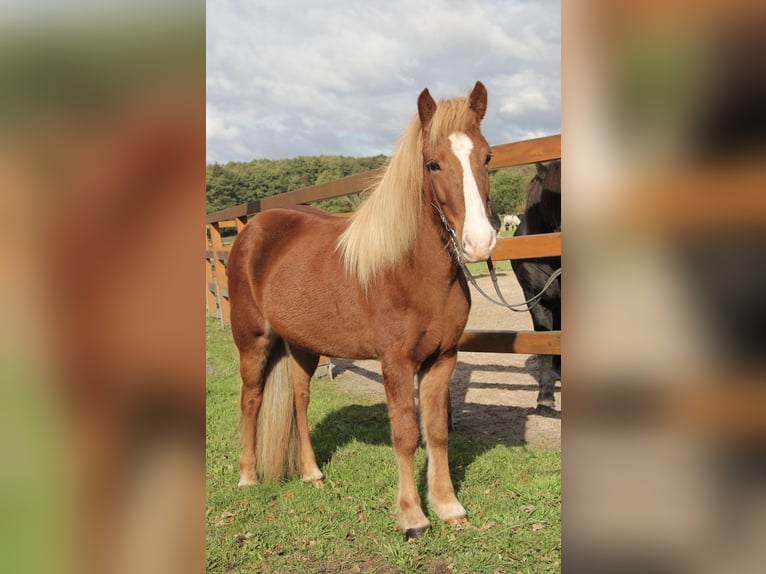 Caballos islandeses Yegua 8 años 140 cm Alazán in Soltau