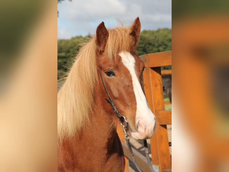 Caballos islandeses Yegua 8 años 140 cm Alazán in Soltau