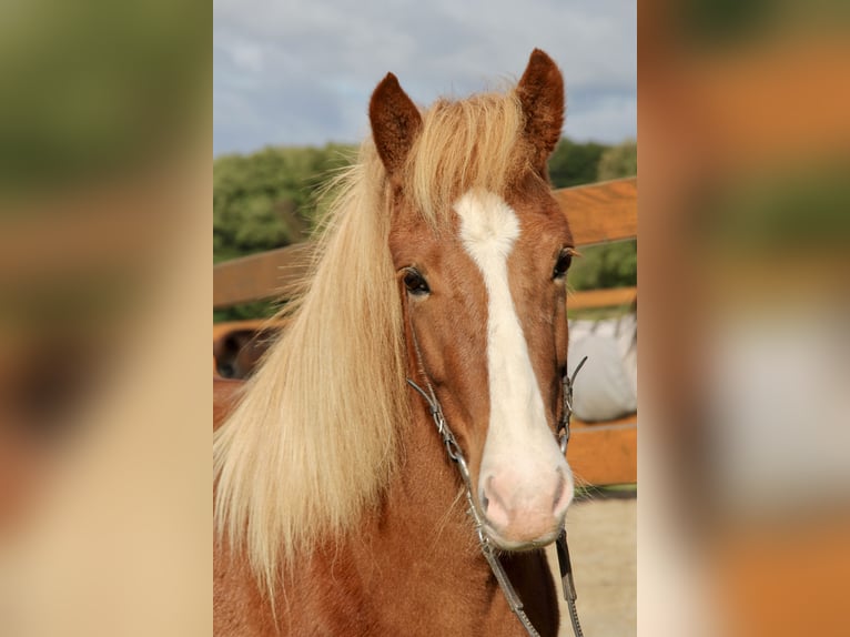 Caballos islandeses Yegua 8 años 140 cm Alazán in Soltau