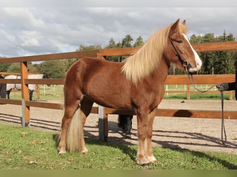 Caballos islandeses Yegua 8 años 140 cm Alazán in Soltau