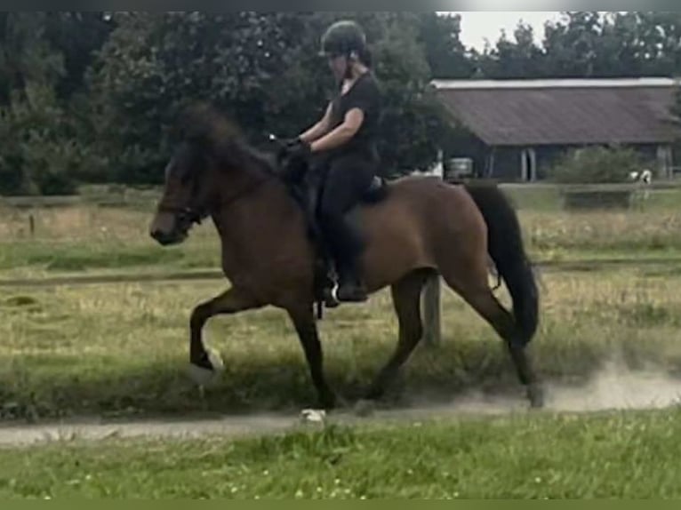 Caballos islandeses Yegua 8 años 140 cm Castaño in Klein Wittensee
