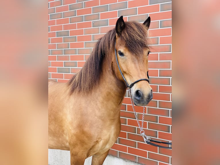 Caballos islandeses Yegua 8 años 140 cm Castaño in Zweibrücken