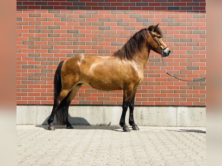 Caballos islandeses Yegua 8 años 140 cm Castaño in Zweibrücken