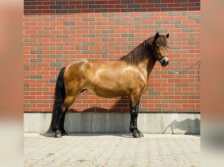 Caballos islandeses Yegua 8 años 140 cm Castaño in Zweibrücken