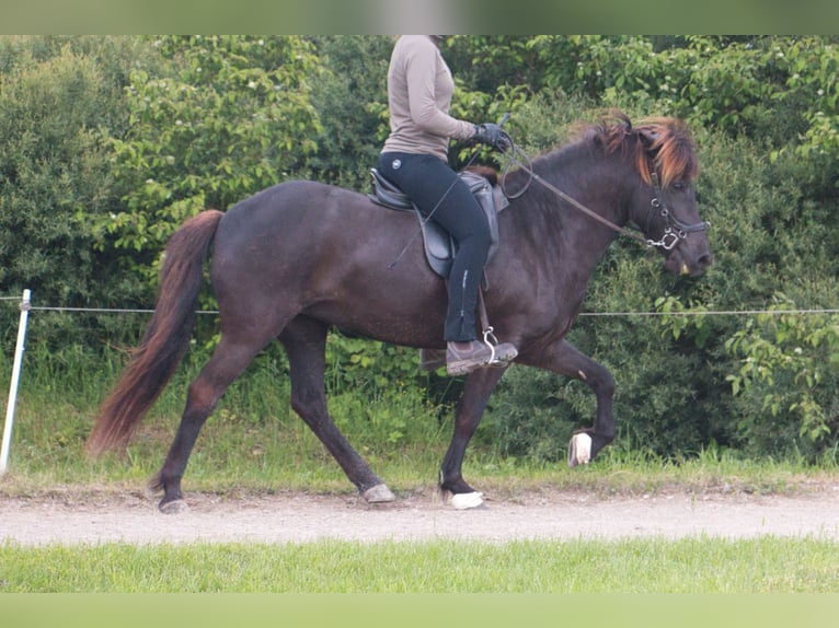 Caballos islandeses Yegua 8 años 140 cm Negro in Pfalzgrafenweiler