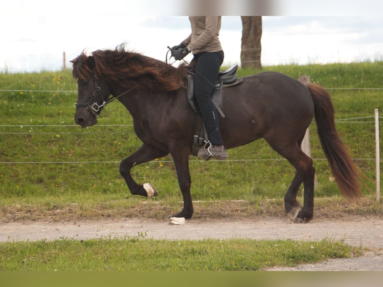 Caballos islandeses Yegua 8 años 140 cm Negro in Pfalzgrafenweiler