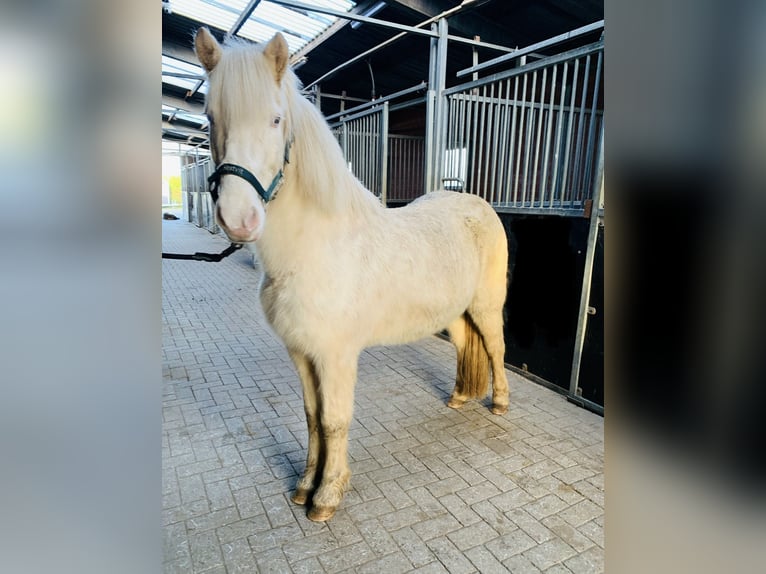 Caballos islandeses Yegua 8 años 140 cm Perlino in Vrees