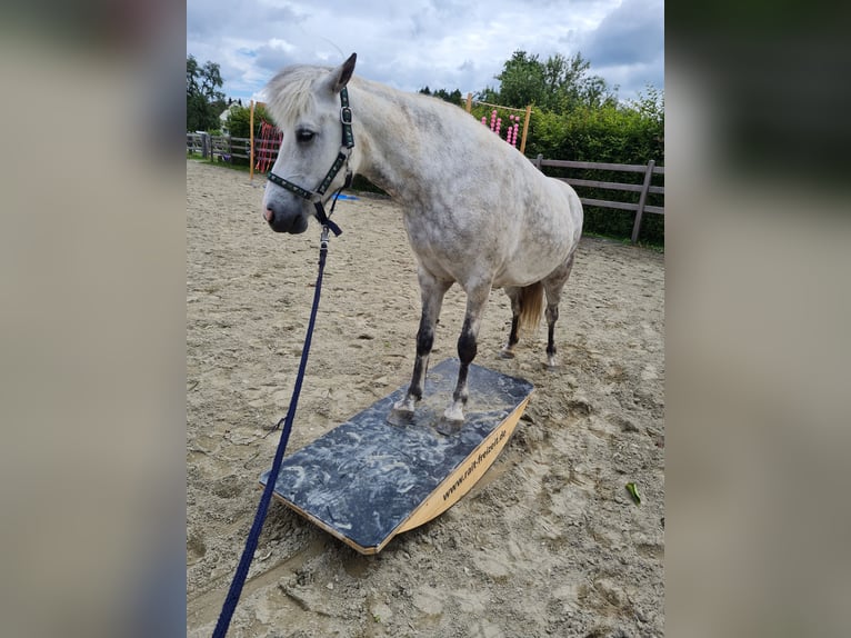 Caballos islandeses Yegua 8 años 140 cm Tordo in Stockach