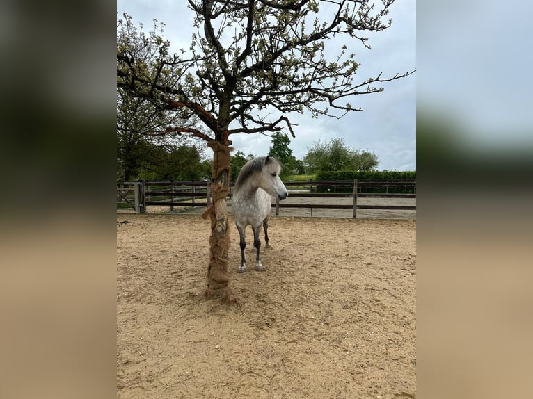 Caballos islandeses Yegua 8 años 140 cm Tordo in Stockach