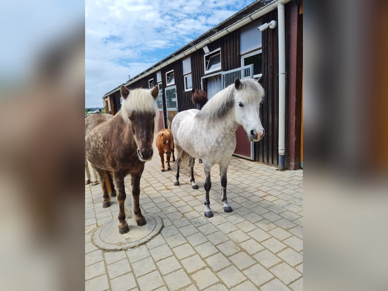 Caballos islandeses Yegua 8 años 140 cm Tordo in Stockach