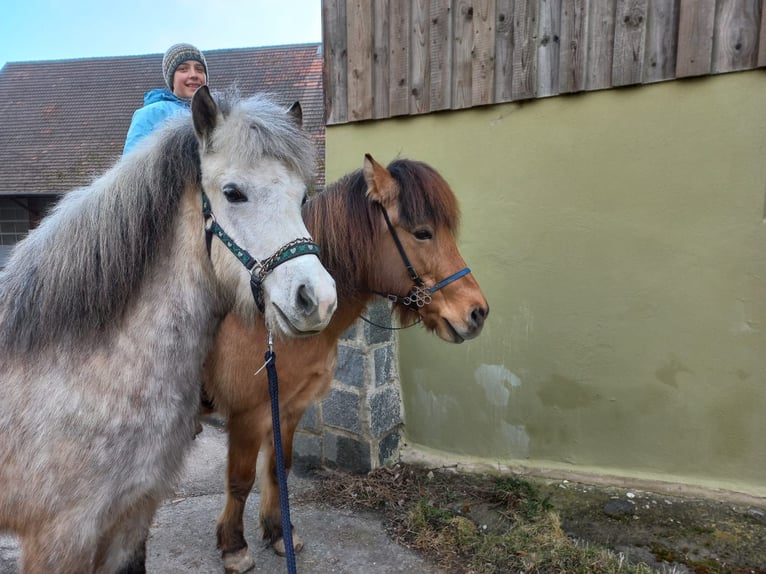 Caballos islandeses Yegua 8 años 140 cm Tordo in Stockach