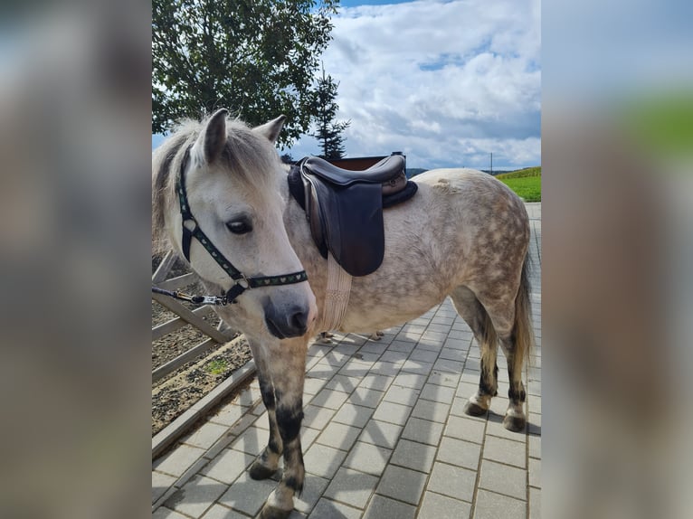 Caballos islandeses Yegua 8 años 140 cm Tordo in Stockach