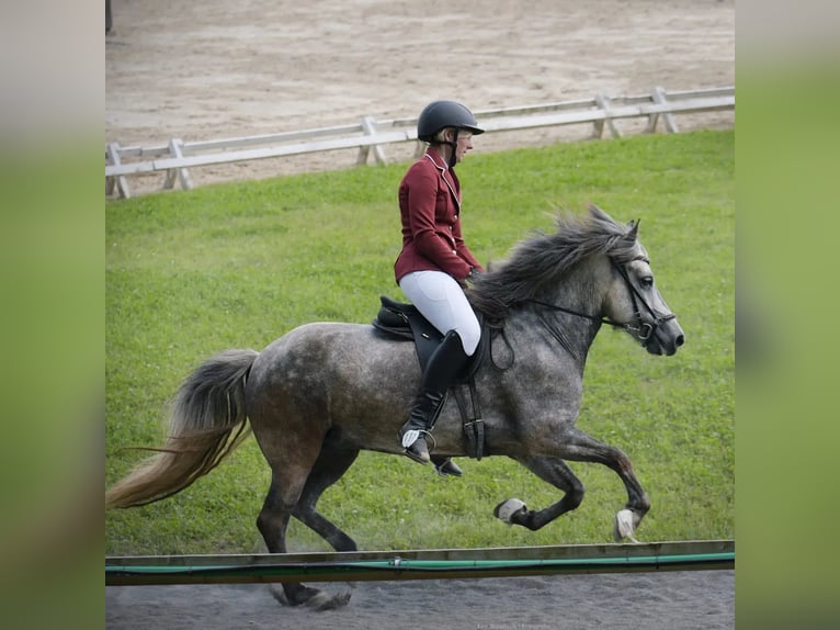 Caballos islandeses Yegua 8 años 140 cm Tordo rodado in Idstein