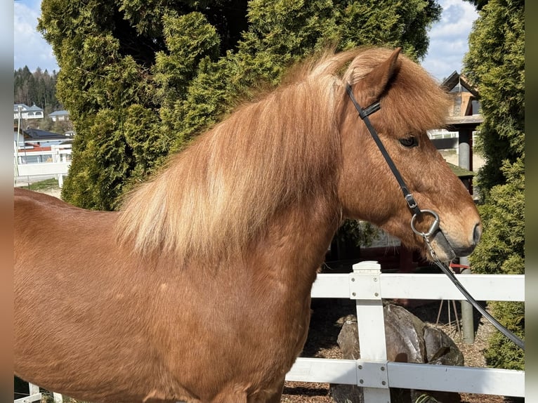 Caballos islandeses Yegua 8 años 142 cm Alazán in Lochen am See