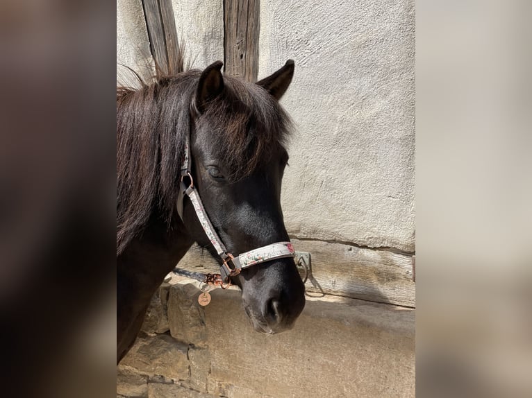 Caballos islandeses Yegua 8 años 142 cm Negro in Waiblingen