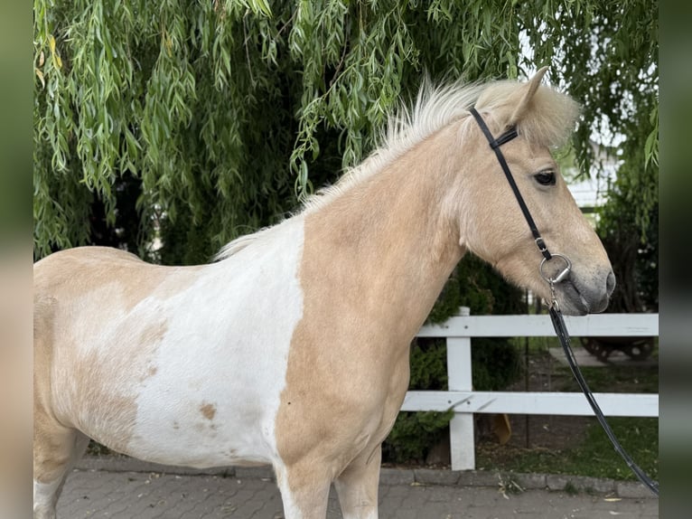Caballos islandeses Yegua 8 años 142 cm Pío in Lochen am See