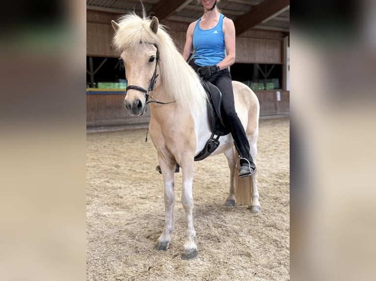 Caballos islandeses Yegua 8 años 142 cm Pío in Lochen am See